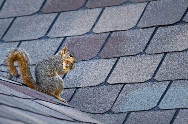 Tyler Wildlife Removal