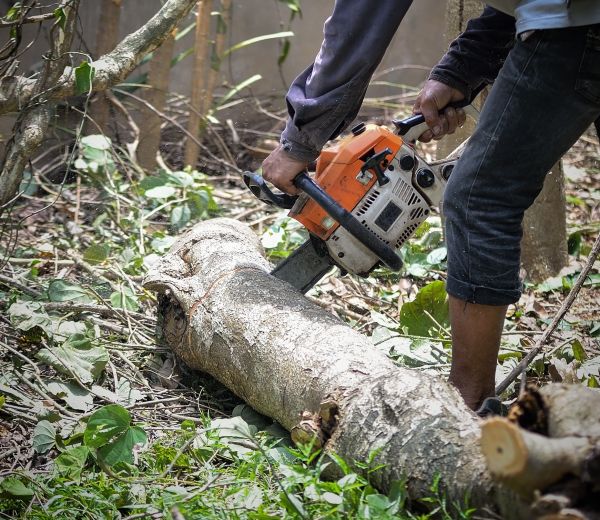 Tyler Tree Removal
