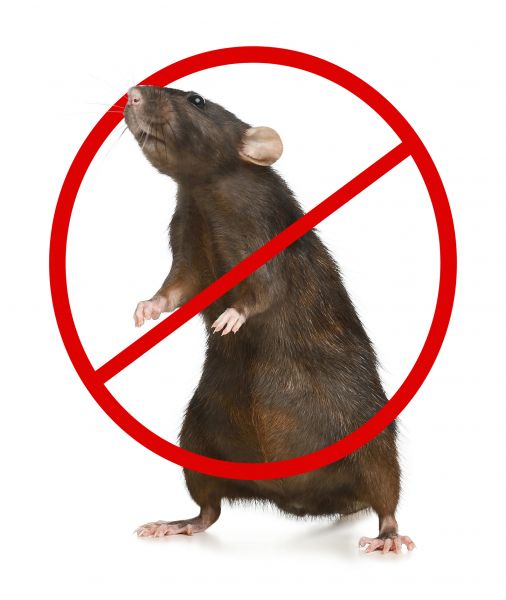 Tyler Pest Control Service