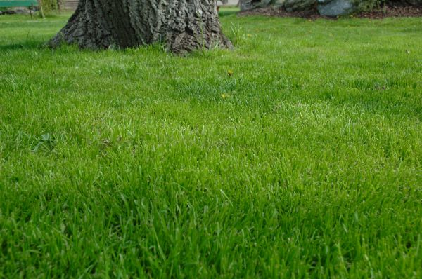 Tyler Lawn Treatment